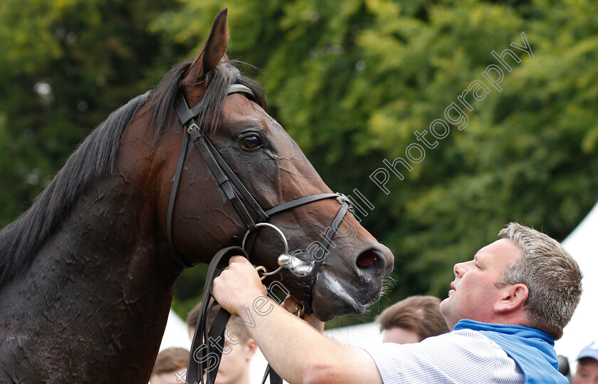 Ten-Sovereigns-0016 
 TEN SOVEREIGNS with groom David Hickey after The Darley July Cup
Newmarket 13 Jul 2019 - Pic Steven Cargill / Racingfotos.com