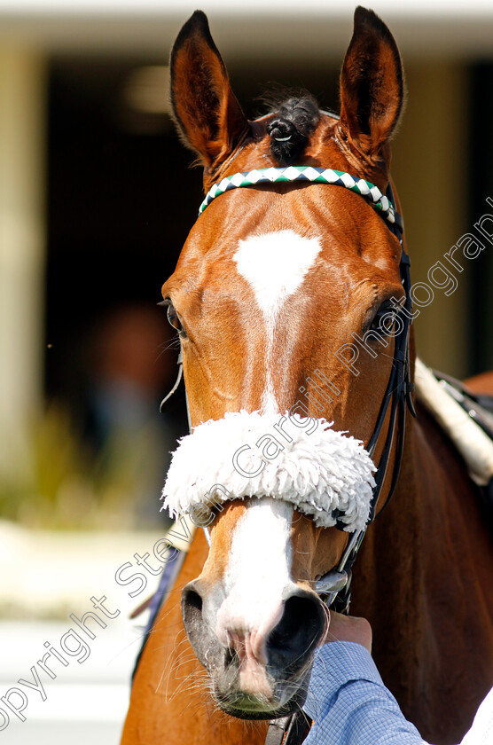 Coltrane-0008 
 COLTRANE winner of The Longines Sagaro Stakes
Ascot 3 May 2023 - Pic Steven Cargill / Racingfotos.com