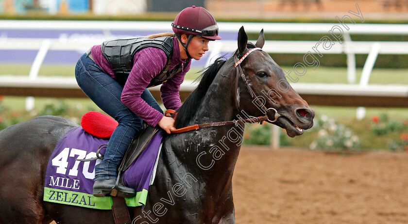 Zelzal-0002 
 ZELZAL training for The Breeders' Cup Mile at Del Mar USA 31 Oct 2017 - Pic Steven Cargill / Racingfotos.com