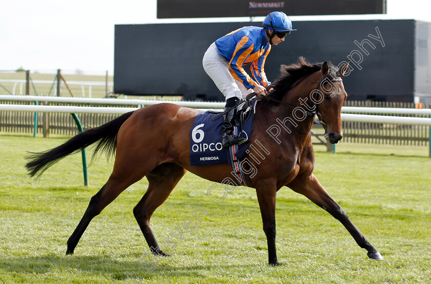 Hermosa-0002 
 HERMOSA (Wayne Lordan) before The Qipco 1000 Guineas Stakes
Newmarket 5 May 2019 - Pic Steven Cargill / Racingfotos.com