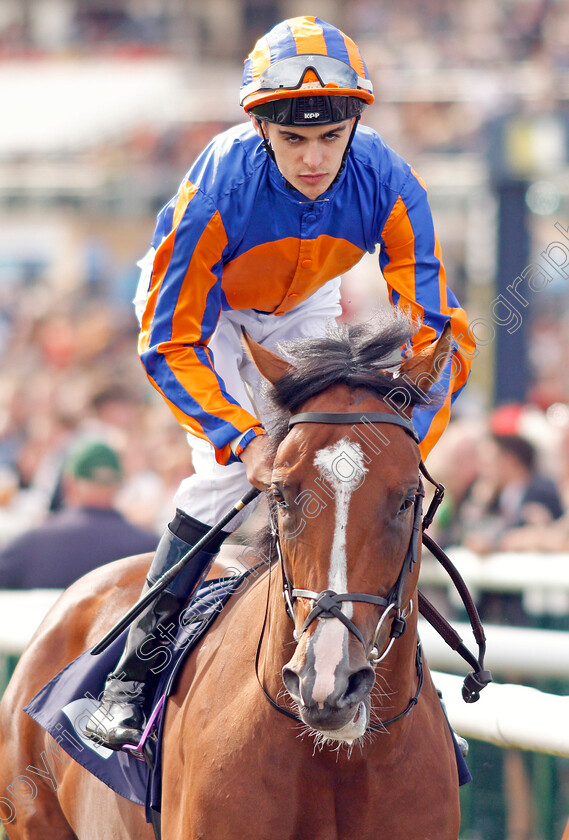 Fort-Myers-0001 
 FORT MYERS (Donnacha O'Brien)
Doncaster 14 Sep 2019 - Pic Steven Cargill / Racingfotos.com