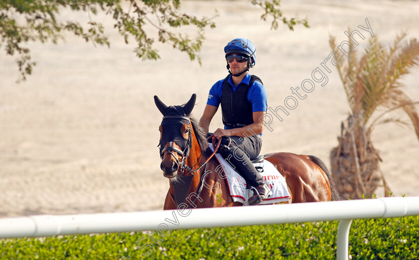 Barney-Roy-0001 
 BARNEY ROY exercising in preparation for Friday's Bahrain International Trophy
Sakhir Racecourse, Bahrain 18 Nov 2021 - Pic Steven Cargill / Racingfotos.com