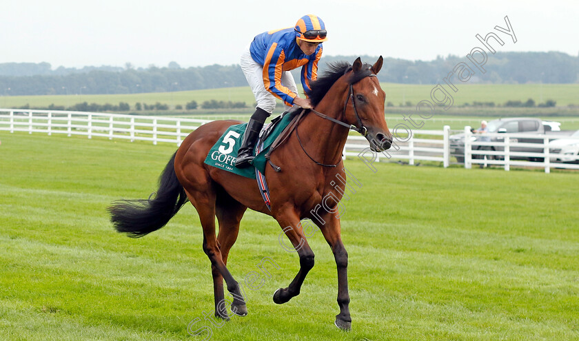 Henry-Longfellow-0008 
 HENRY LONGFELLOW (Ryan Moore) winner of The Goffs Vincent O'Brien National Stakes
The Curragh 10 Sep 2023 - Pic Steven Cargill / Racingfotos.com