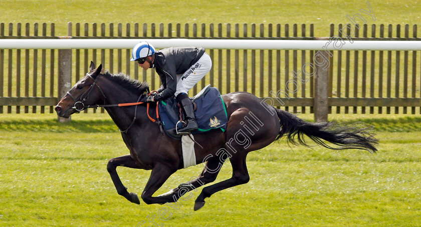 Elarqam-0003 
 ELARQAM (Jim Crowley) gallops at Newmarket 17 Apr 2018 - Pic Steven Cargill / Racingfotos.com