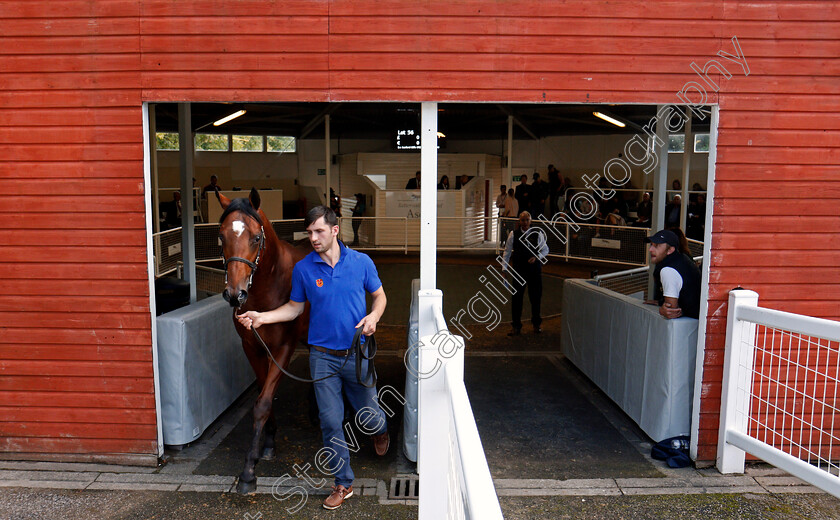 Ascot-Sales-0012 
 Scene at Ascot yearling sale 12 Sep 2017 - Pic Steven Cargill / Racingfotos.com