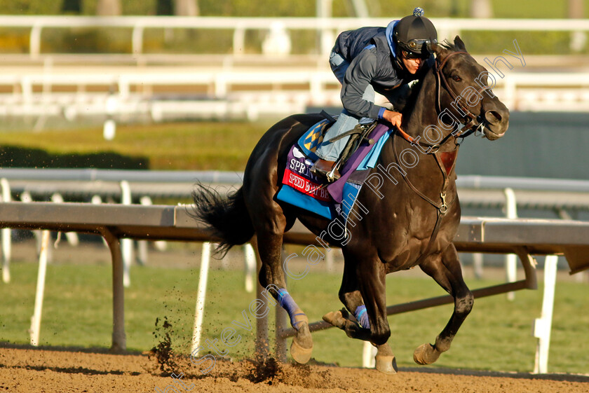 Speed-Boat-Beach-0001 
 SPEED BOAT BEACH training for The Breeders' Cup Sprint
Santa Anita USA, 30 Oct 2023 - Pic Steven Cargill / Racingfotos.com