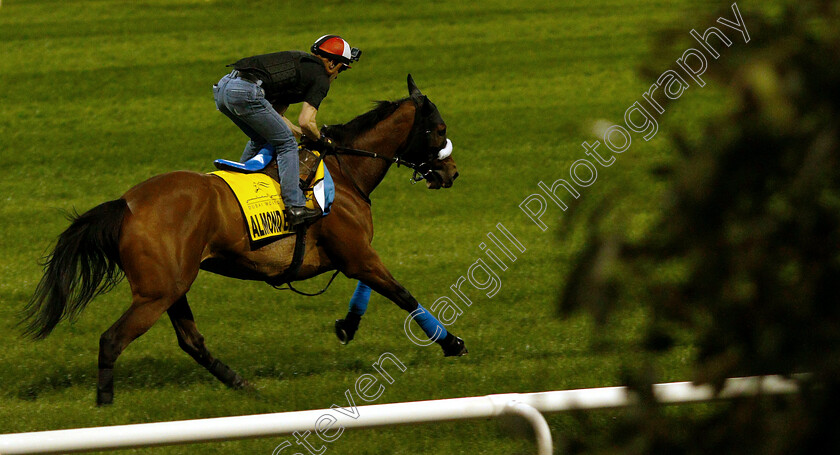 Almond-Eye-0009 
 ALMOND EYE training for the Dubai Turf
Meydan 27 Mar 2019 - Pic Steven Cargill / Racingfotos.com