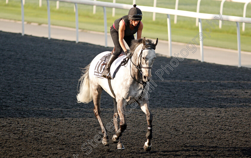 Librisa-Breeze-0003 
 LIBRISA BREEZE exercising in preparation for The Al Quoz Sprint at Meydan 29 Mar 2018 - Pic Steven Cargill / Racingfotos.com