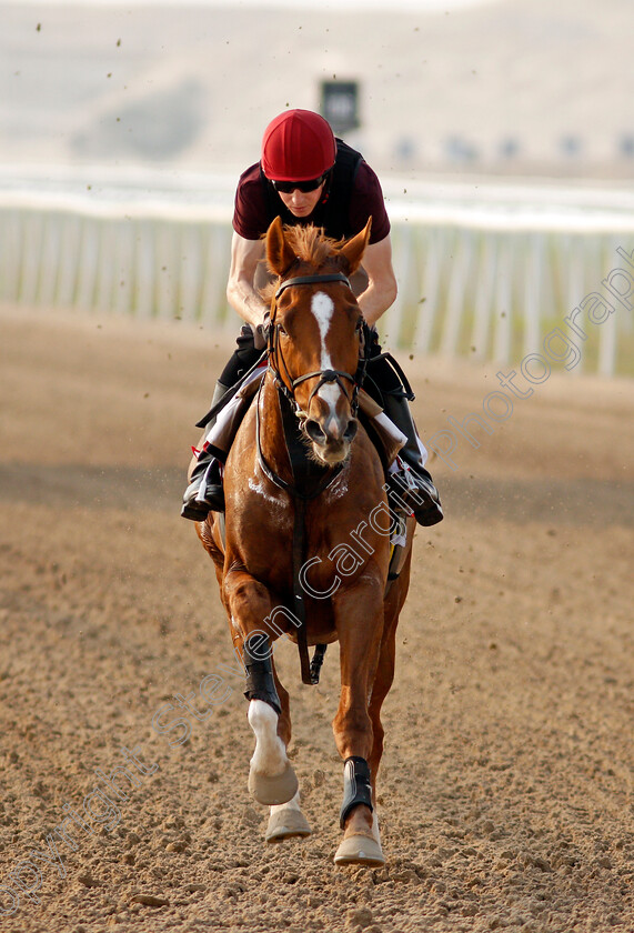 Sovereign-0008 
 SOVEREIGN training for the Bahrain International Trophy
Rashid Equestrian & Horseracing Club, Bahrain, 18 Nov 2020