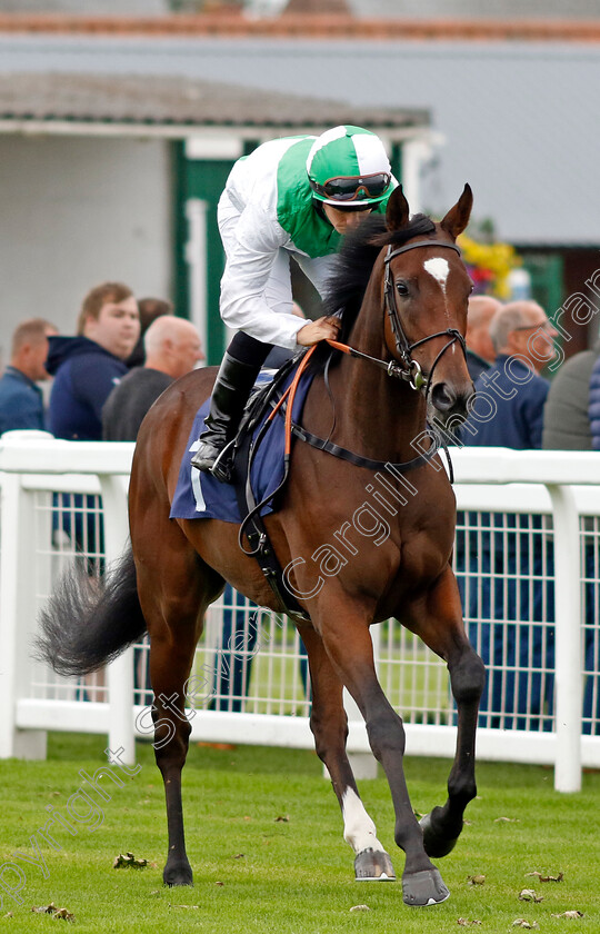 Al-Hujaija-0002 
 AL HUJAIJA (Aidan Keeley)
Yarmouth 20 Sep 2023 - Pic Steven Cargill / Racingfotos.com