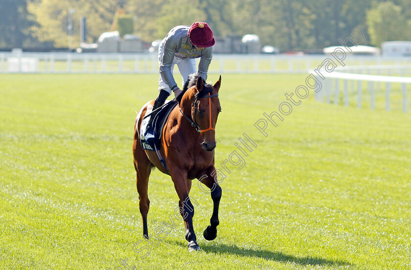 Lusail-0001 
 LUSAIL (Pat Dobbs)
Ascot 3 May 2023 - Pic Steven Cargill / Racingfotos.com