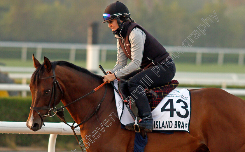 Island-Brave-0002 
 ISLAND BRAVE exercising for trainer Heather Main 
Meydan, Dubai, 3 Feb 2022 - Pic Steven Cargill / Racingfotos.com