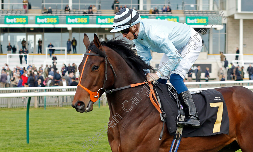 Yellow-Lion-0002 
 YELLOW LION (David Probert)
Newmarket 18 Apr 2023 - Pic Steven Cargill / Racingfotos.com