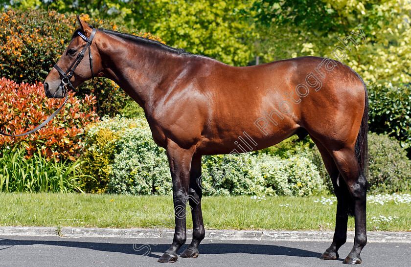 Massaat-0002 
 MASSAAT Shadwell Stud 8 May 2018 - Pic Steven Cargill / Racingfotos.com