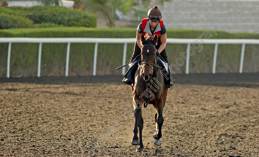 Jungle-Drums-0003 
 JUNGLE DRUMS training at the Dubai Racing Carnival 
Meydan 2 Jan 2025 - Pic Steven Cargill / Racingfotos.com