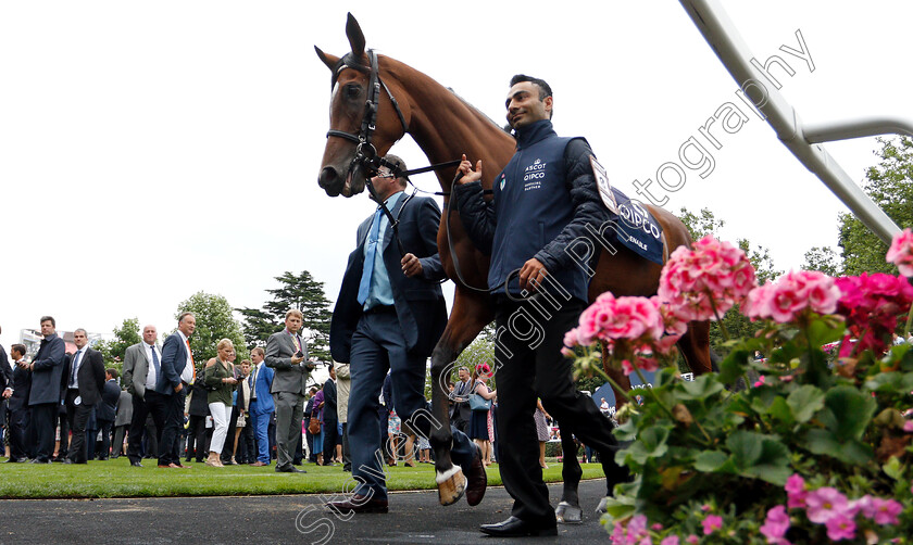 Enable-0004 
 ENABLE in the parade ring before The King George VI & Queen Elizabeth Stakes
Ascot 27 Jul 2019 - Pic Steven Cargill / Racingfotos.com