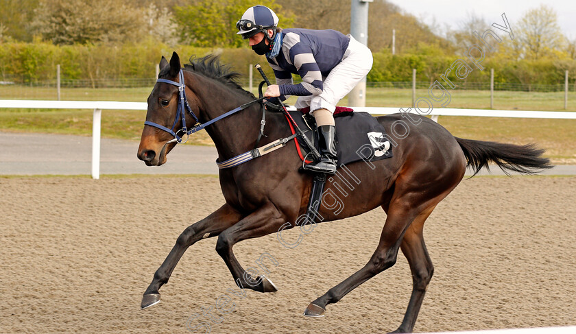 Established-0001 
 ESTABLISHED (Danny Brock)
Chelmsford 29 Apr 2021 - Pic Steven Cargill / Racingfotos.com