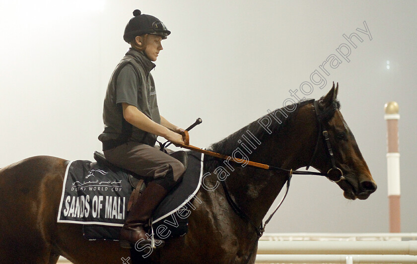 Sands-Of-Mali-0002 
 SANDS OF MALI training for The Al Quoz Sprint
Meydan 29 Mar 2019 - Pic Steven Cargill / Racingfotos.com