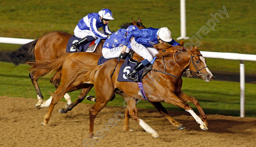 Untold-Story-0003 
 UNTOLD STORY (Callum Shepherd) wins The Betway Novice Stakes
Wolverhampton 5 Dec 2020 - Pic Steven Cargill / Racingfotos.com