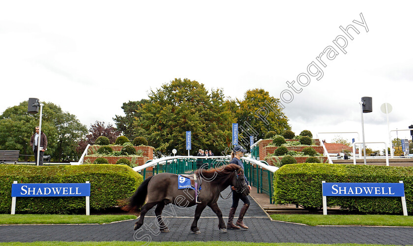 Shetland-Pony-Grand-National-0001 
 Shetland Pony Gran National runner Newmarket 29 Sep 2017 - Pic Steven Cargill / Racingfotos.com