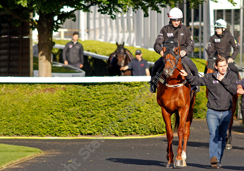 Nature-Strip-0001 
 NATURE STRIP - Australia to Ascot, preparing for the Royal Meeting.
Ascot 10 Jun 2022 - Pic Steven Cargill / Racingfotos.com