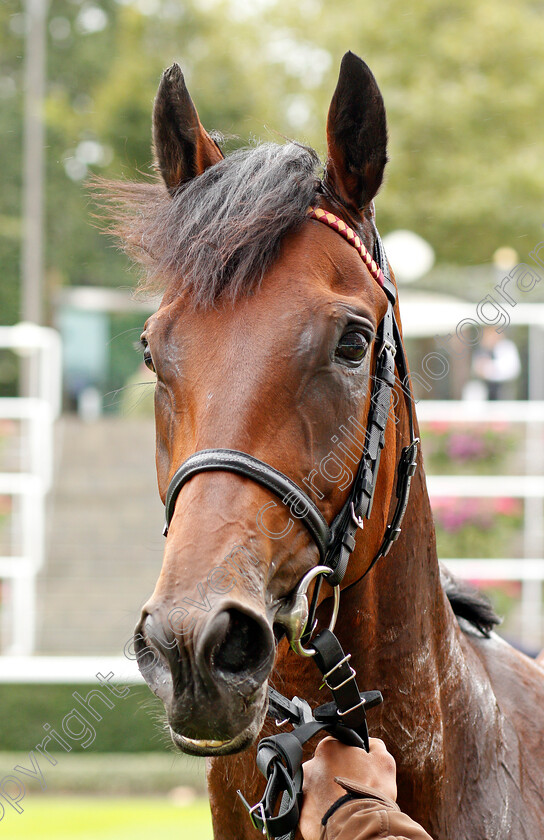 Enemy-0010 
 ENEMY after The Charbonnel Et Walker British EBF Maiden Stakes
Ascot 6 Sep 2019 - Pic Steven Cargill / Racingfotos.com