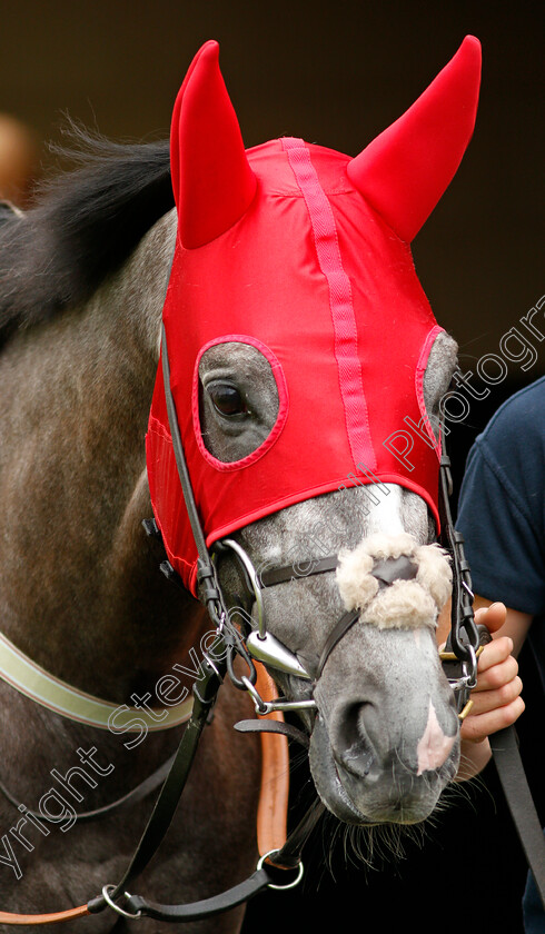 Harrow-0002 
 HARROW 
Newbury 10 Jun 2021 - Pic Steven Cargill / Racingfotos.com