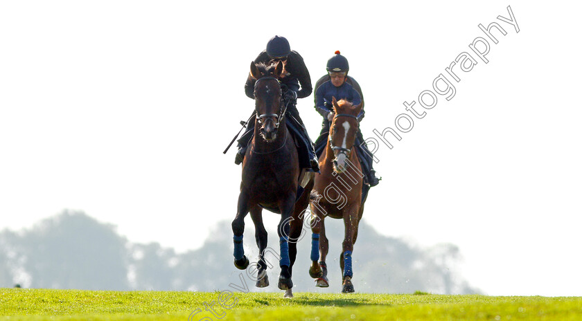 Young-Rascal-0007 
 YOUNG RASCAL (James Doyle) exercising at Epsom Racecourse in preparation for The Investec Derby, 22 May 2018 - Pic Steven Cargill / Racingfotos.com