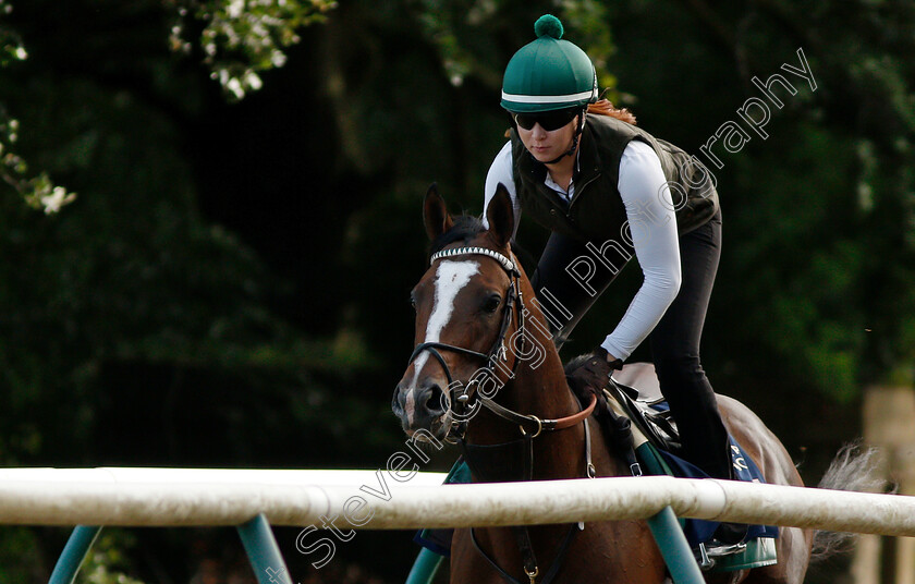 Yoshida-0010 
 American trained YOSHIDA on the gallops in Newmarket ahead of his Royal Ascot challenge
Newmarket 14 Jun 2018 - Pic Steven Cargill / Racingfotos.com