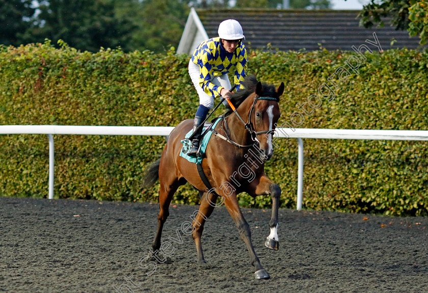 Celtic-Diligence-0001 
 CELTIC DILIGENCE (Darragh Keenan)
Kempton 6 Sep 2024 - Pic Steven Cargill / Racingfotos.com