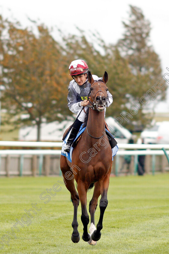 Jouska-0001 
 JOUSKA (Shane Foley)
Newmarket 11 Oct 2019 - Pic Steven Cargill / Racingfotos.com