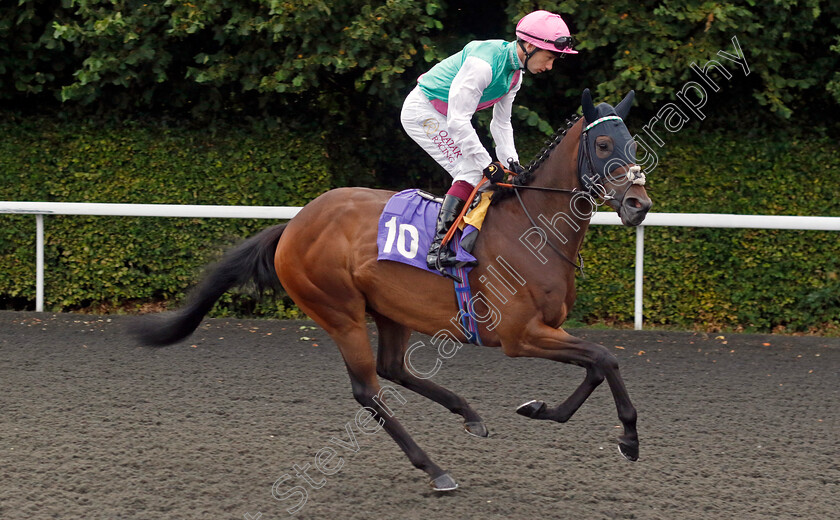 Upscale-0003 
 UPSCALE (Oisin Murphy) winner of The Unibet Support Safe Gambling Novice Stakes Div1
Kempton 28 Aug 2024 - Pic Steven Cargill / Racingfotos.com