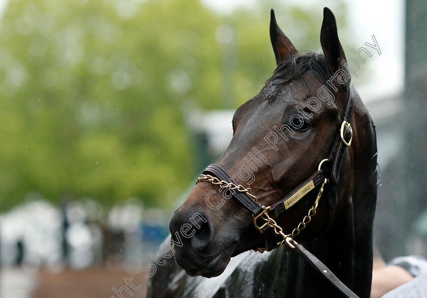 Warrior s-Charge-0006 
 WARRIOR'S CHARGE after exercising in preparation for the Preakness Stakes
Pimlico, Baltimore USA, 16 May 2019 - Pic Steven Cargill / Racingfotos.com