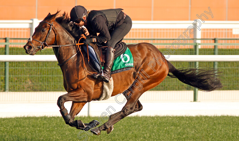 Khalidi-0002 
 KHALIDI exercising in preparation for The Dubai Sheema Classic Meydan 28 Mar 2018 - Pic Steven Cargill / Racingfotos.com