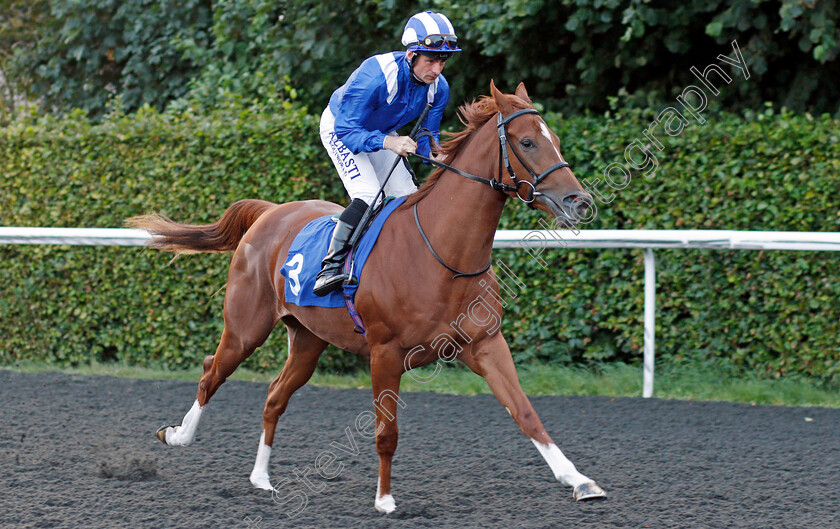 Hanaady-0001 
 HANAADY (Dane O'Neill)
Kempton 3 Sep 2021 - Pic Steven Cargill / Racingfotos.com