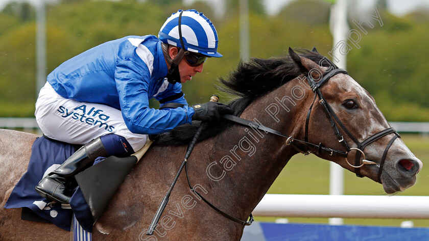 Motawaajed-0007 
 MOTAWAAJED (Jim Crowley) wins The Wolverhampton Holiday Inn Maiden Stakes
Wolverhampton 24 May 2021 - Pic Steven Cargill / Racingfotos.com