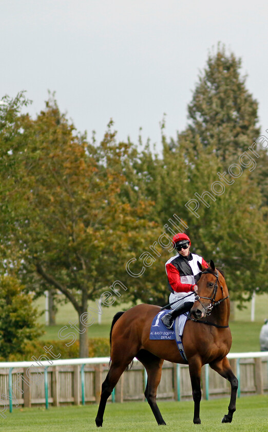 Poker-Face-0003 
 POKER FACE (James Doyle)
Newmarket 27 Sep 2024 - Pic Steven Cargill / Racingfotos.com