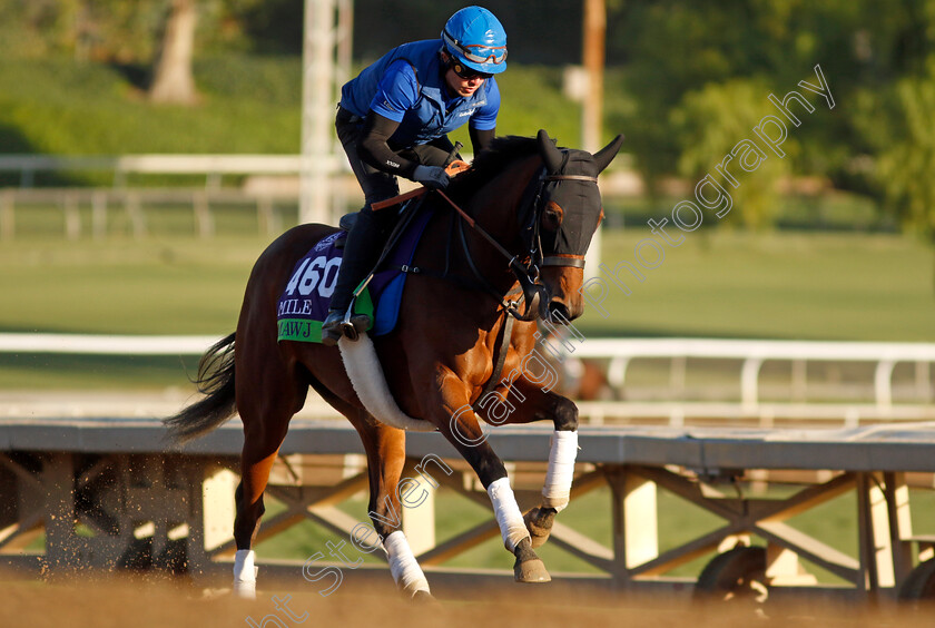 Mawj-0002 
 MAWJ training for the Breeders' Cup Mile
Santa Anita USA, 1 Nov 2023 - Pic Steven Cargill / Racingfotos.com