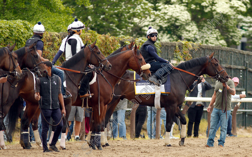 Gronkowski-0001 
 GRONKOWSKI waiting his turn to exercise in preparation for The Belmont Stakes
Belmont Park USA 7 Jun 2018 - Pic Steven Cargill / Racingfotos.com