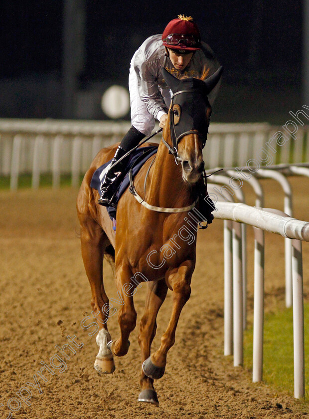 Al-Daiha-0001 
 AL DAIHA (Hector Crouch)
Wolverhampton 26 Nov 2019 - Pic Steven Cargill / Racingfotos.com