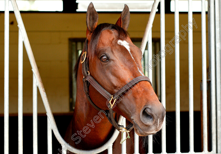 Blue-Point-0001 
 BLUE POINT	
Moulton paddocks, Newmarket, 28 Jun 2019 - Pic Steven Cargill / Racingfotos.com