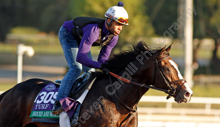 Bricks-And-Mortar-0001 
 BRICKS AND MORTAR training for the Breeders' Cup Turf
Santa Anita USA 30 Oct 2019 - Pic Steven Cargill / Racingfotos.com