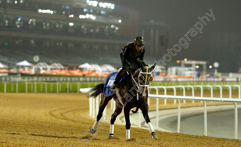 Good-Curry-0001 
 GOOD CURRY training for the Godolphin Mile
Meydan 27 Mar 2019 - Pic Steven Cargill / Racingfotos.com