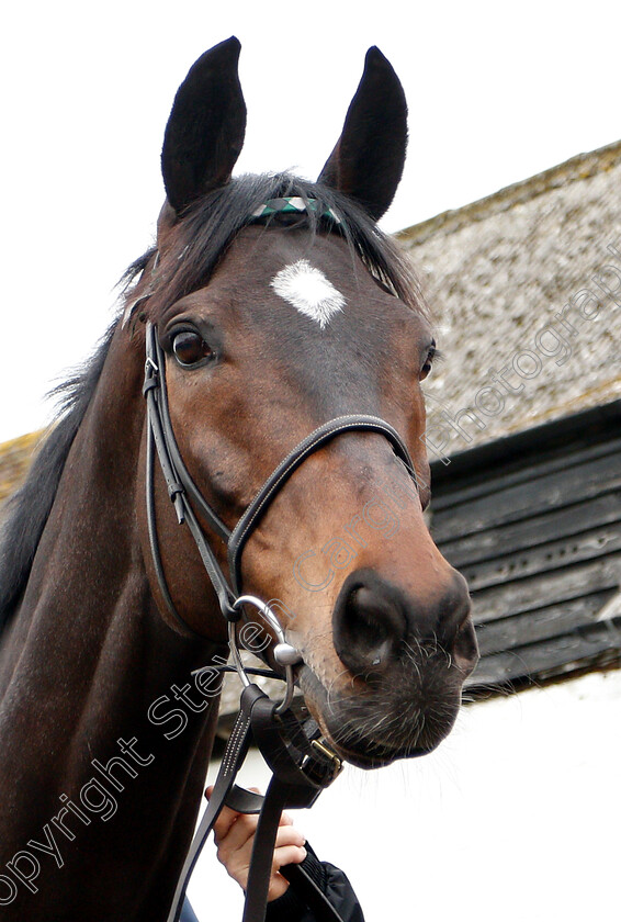 Altior-0004 
 ALTIOR 
Lambourn 18 Feb 2019 - Pic Steven Cargill / Racingfotos.com