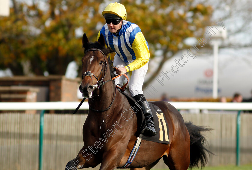 Star-Of-Sussex-0003 
 STAR OF SUSSEX (Tom Queally)
Newmarket 28 Oct 2022 - Pic Steven Cargill / Racingfotos.com