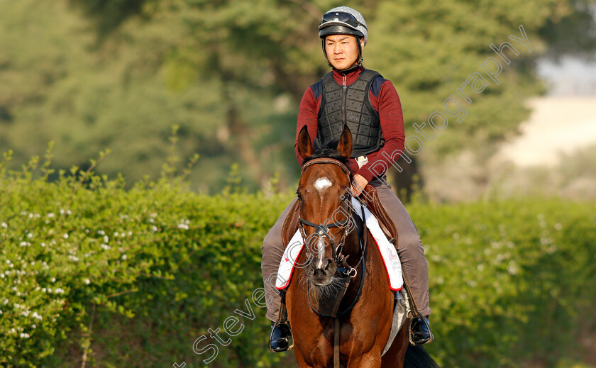 Penja-0008 
 PENJA exercising in preparation for Friday's Bahrain International Trophy
Sakhir Racecourse, Bahrain 17 Nov 2021 - Pic Steven Cargill / Racingfotos.com