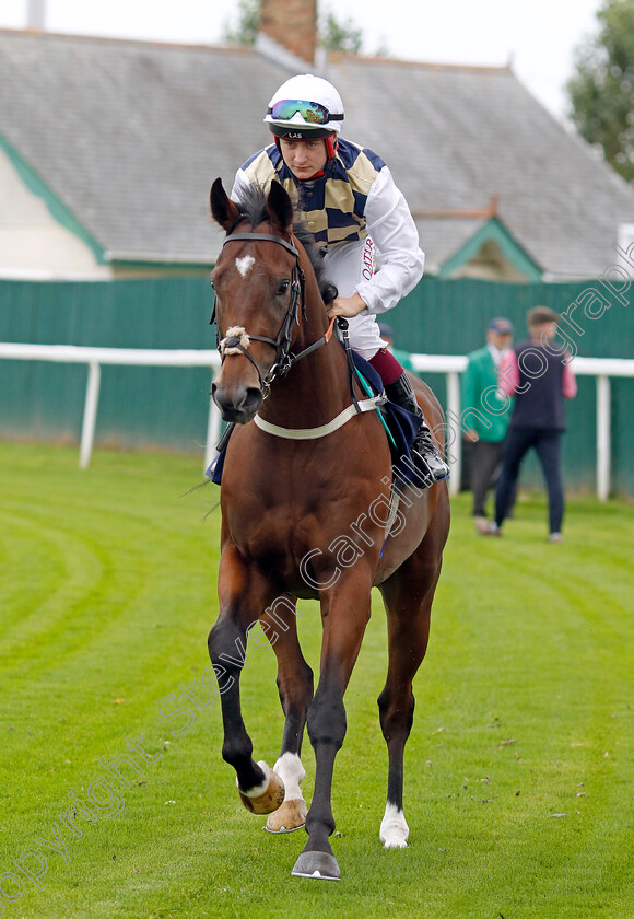 Risk-On-0002 
 RISK ON (Cieren Fallon)
Yarmouth 21 Sep 2023 - Pic Steven Cargill / Racingfotos.com