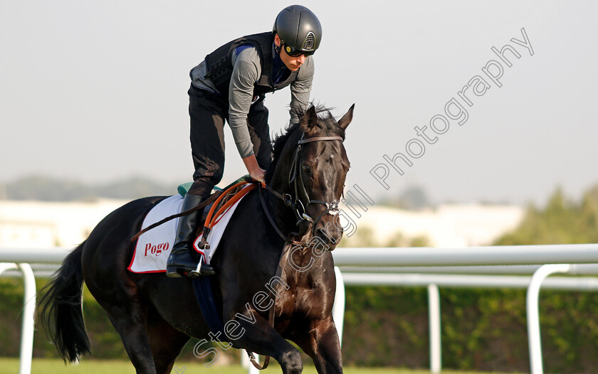 Pogo-0004 
 POGO (Kieran Shoemark) exercising in preparation for Friday's Bahrain International Trophy
Sakhir Racecourse, Bahrain 17 Nov 2021 - Pic Steven Cargill / Racingfotos.com