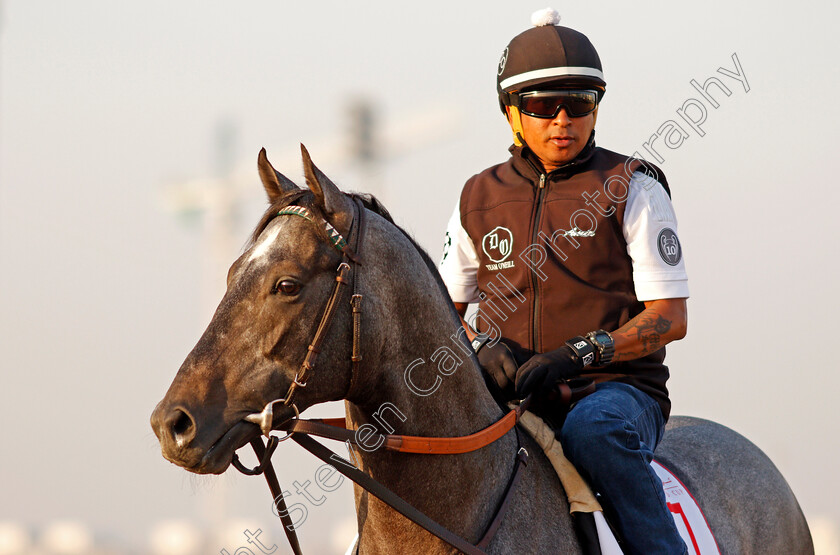 Pavel-0004 
 PAVEL exercising in preparation for The Dubai World Cup Meydan 28 Mar 2018 - Pic Steven Cargill / Racingfotos.com