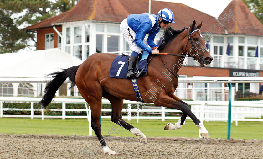 Thaayer-0001 
 THAAYER (Jim Crowley) 
Lingfield 4 Oct 2018 - Pic Steven Cargill / Racingfotos.com